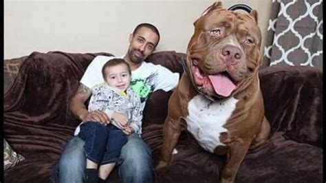 Hulk: Der größte Pitbull der Welt und die traurige Wahrheit .